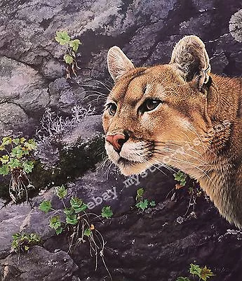 Alan Hunt SOLITAIRE Mountain Lion Puma Cougar Signed & Numbered Fine Art Print • $79.99