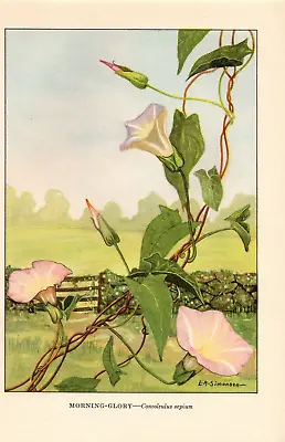 1926 Vintage WILD FLOWER  MORNING GLORY  GORGEOUS COLOR Art Print Lithograph • $25