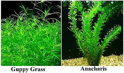 2 Super Easy Live Aquarium Plants - Guppy Grass+Egeria (FERN MOSS) Buy2Get1FREE! • $13.99