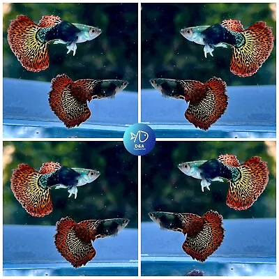 $26.95 • Buy 1 PAIR  - Live Aquarium Guppy Fish High Quality - Red Dragon Dbs Halfmoon.