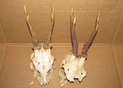 Lot Of 2 Vintage Old Deer Antlers Roe Skull Taxidermy • $34.99