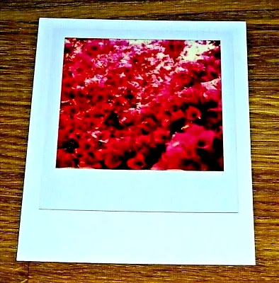 The Impossible Spectrum Project Photograph Postcard ~ Pink Blossom ~ New • £1.50