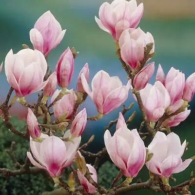 Saucer Magnolia Tree/Shrub - 6-12  Tall - Live Plant - 2.5  Pot - (Soulangeana) • $42.99