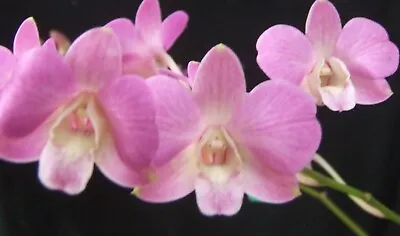 $25 • Buy Orchid Plant 0699. Dendrobium Fantasyland 'Princess' Nice Keiki On Mount Freshly