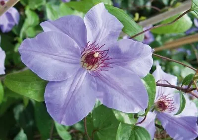 Lavender Clematis Light Blue Ramonas Queen Of Vines Outdoors Live Plant 2.5  Pot • $16.95