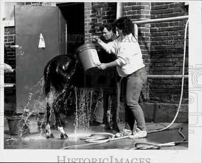 1991 Press Photo Owners Wash Hackney Pony At American Royal Building - Lra15666 • $15.88