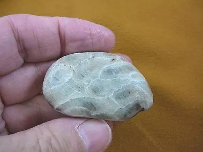 F831-350) 2  Inch Unpolished Petoskey Stone ANCIENT Coral Specimen MI State Rock • $18.99