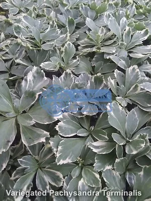 15 Pachysandra Terminalis 'Variegata' Plants - Variegated Japanese Spurge • $12.50