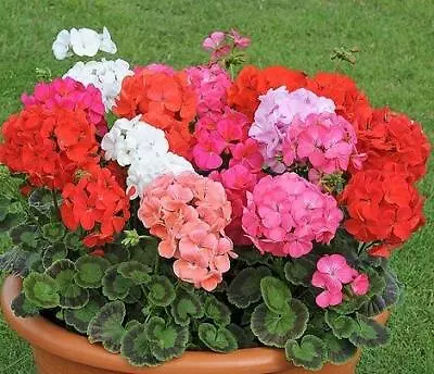 Geranium Magic Beauty Mixed Colourful Seeds Grow Your Own Pot Bedding Plants • £1.29