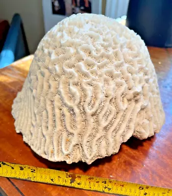 Natural LARGE Brain Coral White Real Sea Specimen Aquarium Décor 6  2.5 Lbs • $39.99