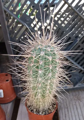 Pachycereus Pringlei Cardon Baja Giant Columnar Cactus 67 • $17.95