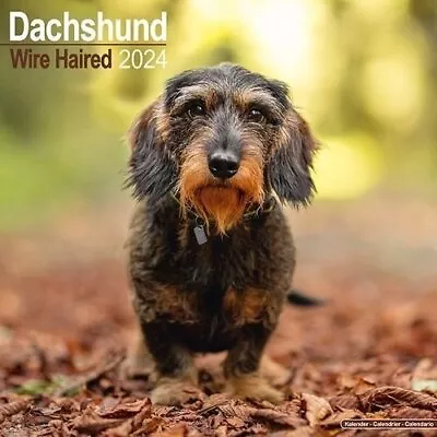 Wirehaired Dachshund Calendar 2024  Square Dog Breed Wall Calen... 9781804600351 • £9.16