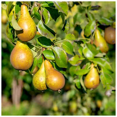Conference Pear Tree 4-5ft Tall Self-Fertile & Heavy Cropper Ready To Fruit. • £24.99