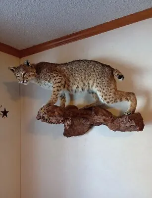 Missouri Bobcat Taxidermy Wall Mount • $1600