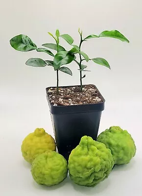 Pot Of 2 Healthy Kaffir Lime Plants 2-4 Inches Tall. • $35