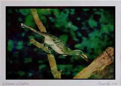268054 Grey Hornbill Watercolour Picture Ltd Ed A3 • £25.99