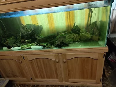 6 Ft Fish Tank With Pine 3 Door Cupboard And All Accessories • $1300