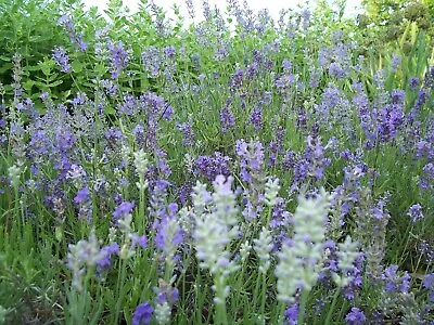 £8.99 • Buy English Lavender Munstead Plants In 13cm Pots, Perennial, Evergreen, Fragrant