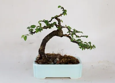 'Catlin' Chinese Elm Bonsai Tree • $195