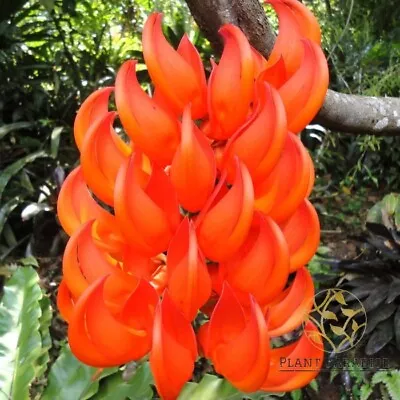 Red Mucuna Bennettii NewGuinea Creeper Scarlet Jade Vine Flowering Plant 5 Seeds • $7.99