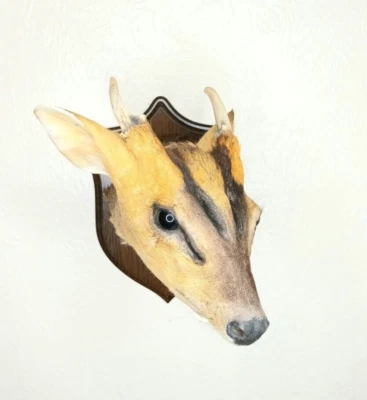 £175 • Buy Taxidermy Muntjac Head Mount (Muntiacus) Log No 087. Wall Mounted On Shield.
