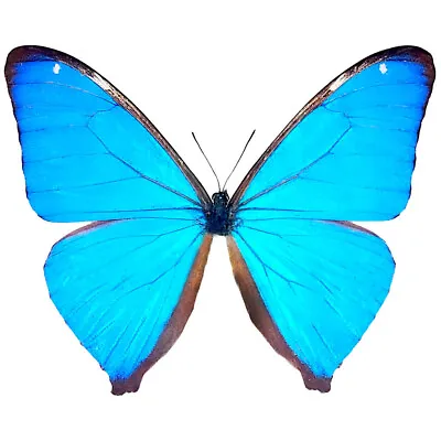 Morpho Aega ONE REAL BUTTERFLY BLUE UNMOUNTED WINGS CLOSED • $20