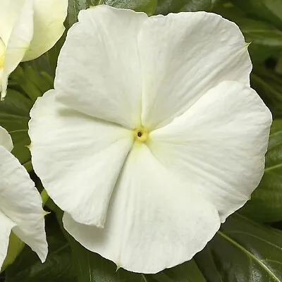 Vinca Seeds Cora Cascade White 25 Seeds • $4.75