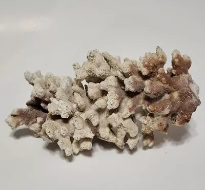 Coral Brain Natural White Specimen Salt Water Beach Reef Ocean Nautical Decor  7 • $30