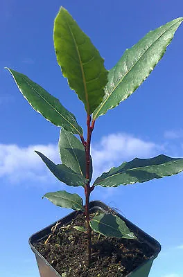 Laurus Nobilis BAY LAUREL Evergreen Tree Aromatic Leaves Fragrant Flowers • £7.90