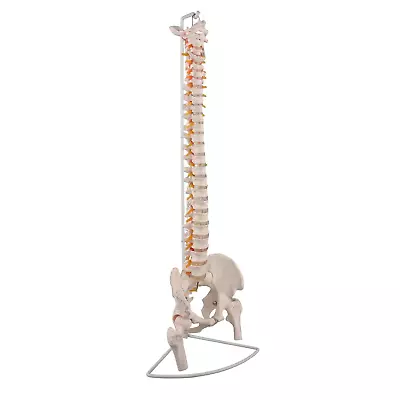 Life Size Human Spine Model Bendable Spinal Cord With Hyoid Bone Herniated Dis • $113.99