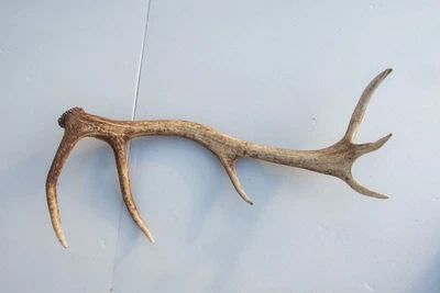 £15 • Buy Scottish Red Stag Antler(deer Antler,dog Chew, Decoration, Stick Making, Crafts)