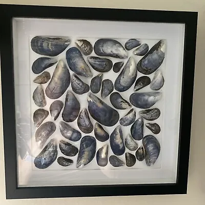 £24.99 • Buy Sea Shell Art Box Framed Picture Real Mussels  From Scotland Bathroom Art