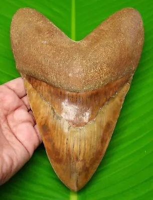 Megalodon Shark Tooth - 7.10  - Huge Shark Teeth - Indonesian Fossil - Megladone • $599