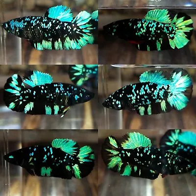 Live Betta Fish HMPK Green Avatar Female Betta| USPS PRIORITY| • $30