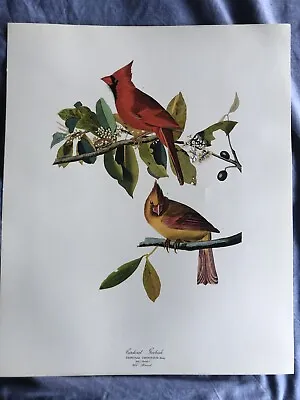 $8.46 • Buy Vintage 1964 Audubon Folio Large Print Cardinal Grosbeak Excellent Condition