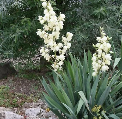 Yucca Filamentosa Plant Healthy Mature Plants Adams Needle Cr2 Cheapest • £25