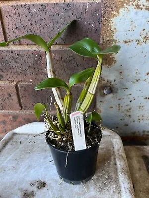$30 • Buy Dendrobium Brinawa Sunset/Annella ‘X’ Hewill Glow ‘Louise’