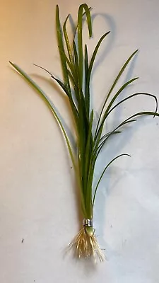 £4.99 • Buy Vallisneria Spiralis Straight  Jungle  Vallis Live Aquarium Aquatic Plants