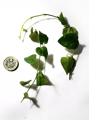 £6.25 • Buy X2 Ficus Pumila Green Cuttings - Creeping Fig Terrarium Plant Vivarium Trailing