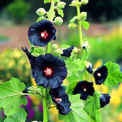 Hollyhock Jet Black Seeds • £2.75