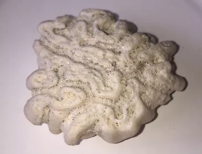 $24.87 • Buy Natural Sea Salt Water Coral Fossil Aquarium Nautical Gorgeous Brain Coral White