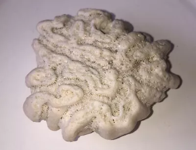 Natural Sea Salt Water Coral Fossil Aquarium Nautical Gorgeous Brain Coral White • $24.87