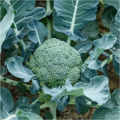 BROCCOLI Brumby F1 Hybrid 20 Seeds Vegetable Garden WINTER HARDY Cool Season Veg • $4.99