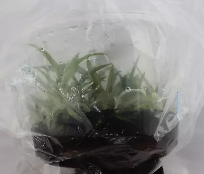 £76.91 • Buy FLASK Barkeria (uniflora X Whartoniana)