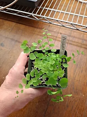 Walking Maidenhair Fern Adiantum Philipense  • $34.95