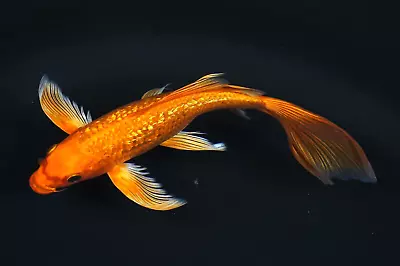 Live Koi Fish 8-9  Gin Rin Orenji Ogon Butterfly Koibay • $125