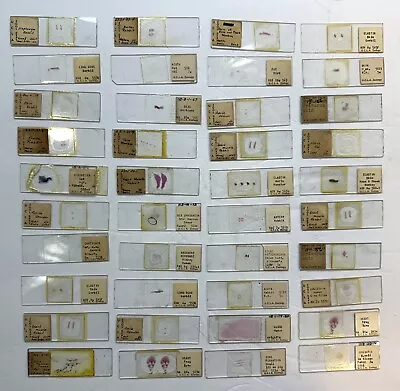 Microscope Slides College Biology Anatomy Pathology Human Animal Vtg Lot Of 40 B • $39.99