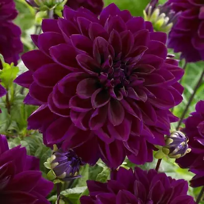 1 Dahlia 'THOMAS EDISON' Tuber Purple Giant Dinner Plate Flowering • £6.99