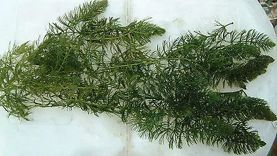 Bunch Of Hornwort Pond Weighted Oxygenating Fish Tank Live Water Plant Weed • £6.95