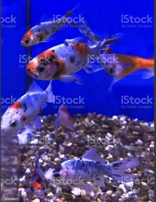 6 Live Shubunkin Goldfish Koi Pond Fish. • $32.99